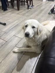 Found/Stray Female Dog last seen Crowley texas, Crowley, TX 76036