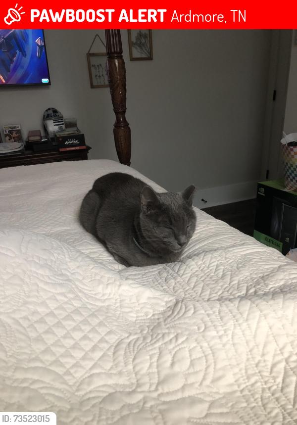 Lost Male Cat last seen Ardmore hwy and Merrill road, Ardmore, TN 38449