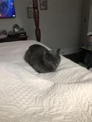 Lost Male Cat last seen Ardmore hwy and Merrill road, Ardmore, TN 38449