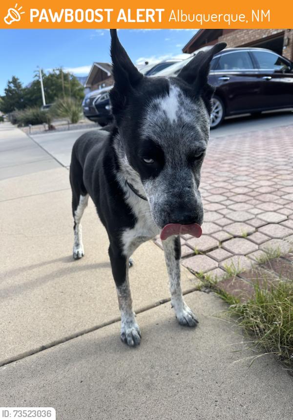 Found/Stray Male Dog last seen On Ticonderoga Rd NE, Albuquerque, NM 87109