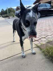 Found/Stray Male Dog last seen On Ticonderoga Rd NE, Albuquerque, NM 87109