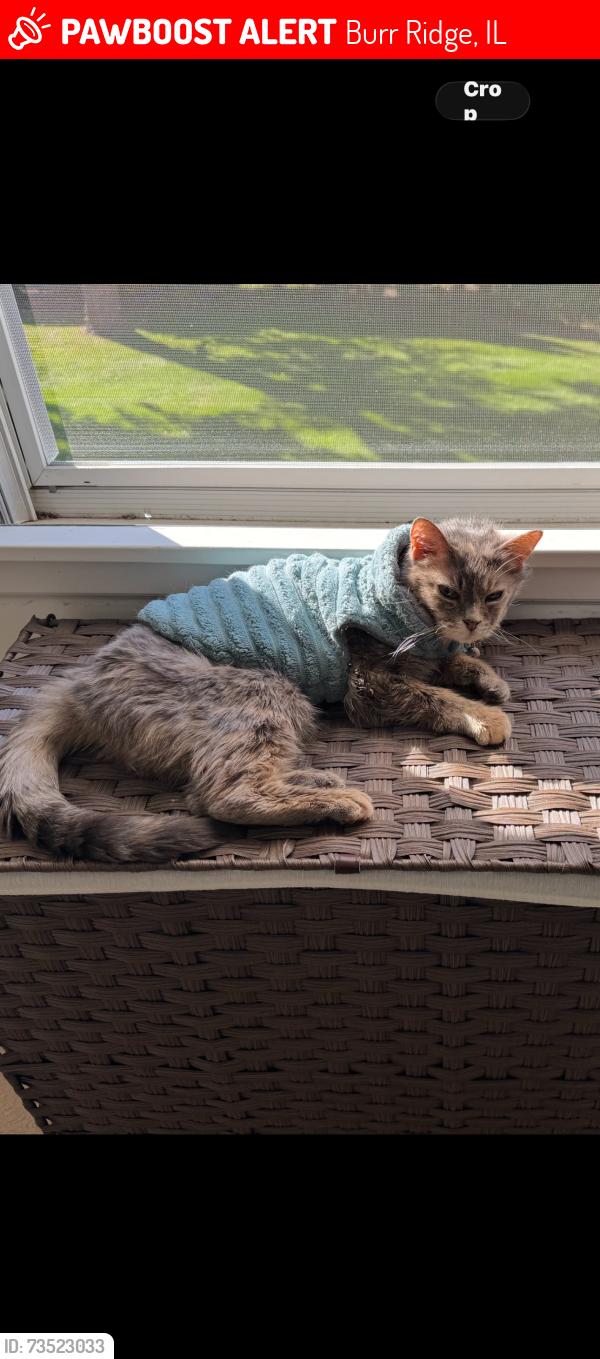 Lost Female Cat last seen Near Tomlin Dr, Burr Ridge, IL 60527