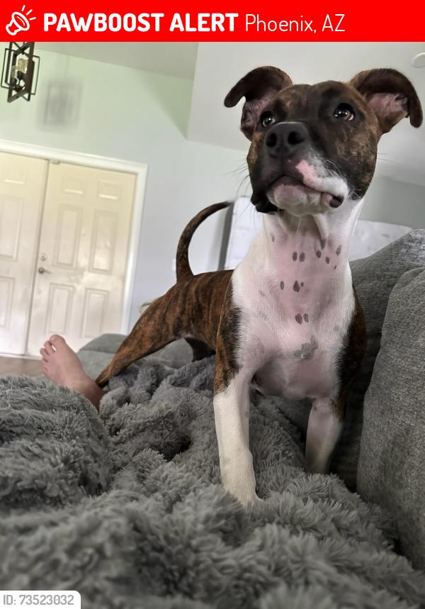 Lost Female Dog last seen 47th St. and Indian school Safeway shopping plaza nail salon, Phoenix, AZ 85018