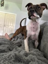 Lost Female Dog last seen 47th St. and Indian school Safeway shopping plaza nail salon, Phoenix, AZ 85018