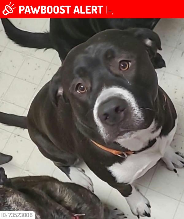 Lost Male Dog last seen I-76 and mile markers 54-60 Wiggins/Hudson CO, Roggen, CO 80652