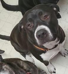 Lost Male Dog last seen I-76 and mile markers 54-60 Wiggins/Hudson CO, Roggen, CO 80652