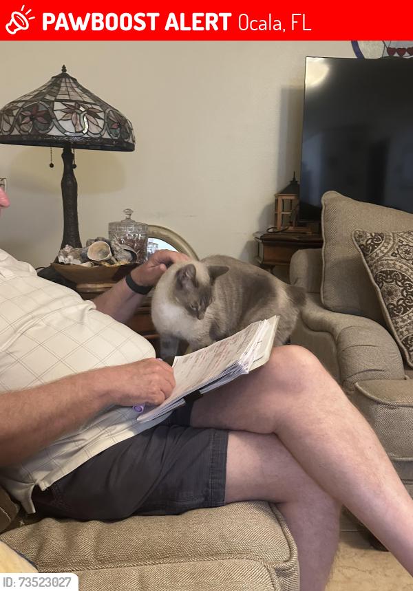 Lost Male Cat last seen Near SE 88th Terrace, Ocala, FL 34481