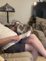 Lost Male Cat last seen Near SE 88th Terrace, Ocala, FL 34481