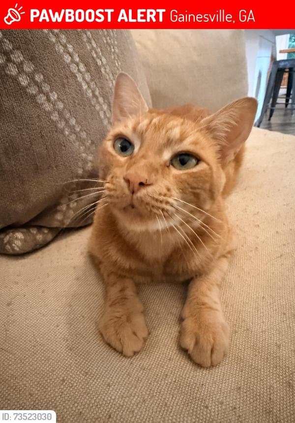 Lost Male Cat last seen Jot-em-Down Rd, Gainesville, GA 30506