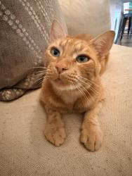 Lost Male Cat last seen Jot-em-Down Rd, Gainesville, GA 30506