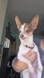 Found/Stray Female Dog last seen Tremont and Murchison St, Los Angeles, CA 90033