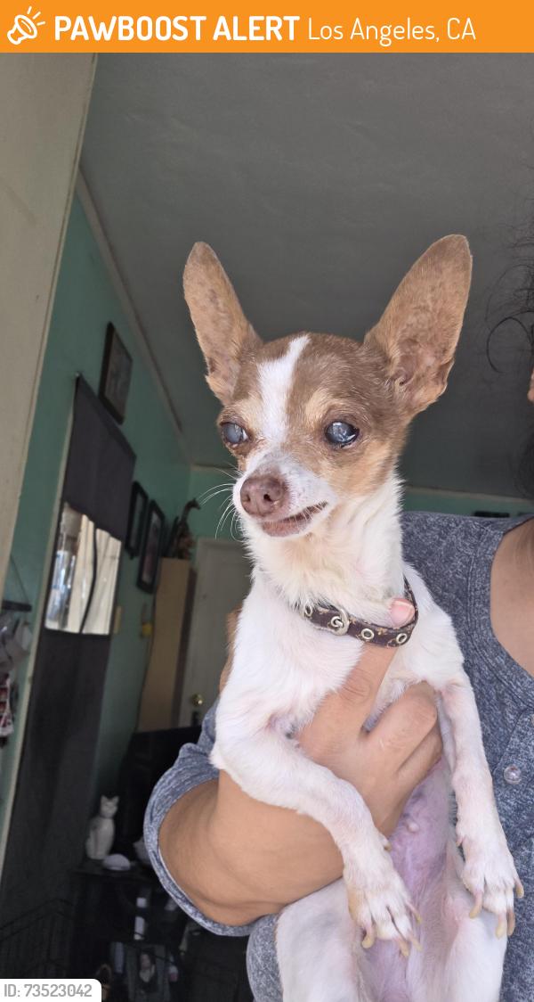 Found/Stray Female Dog last seen Tremont and Murchison St, Los Angeles, CA 90033