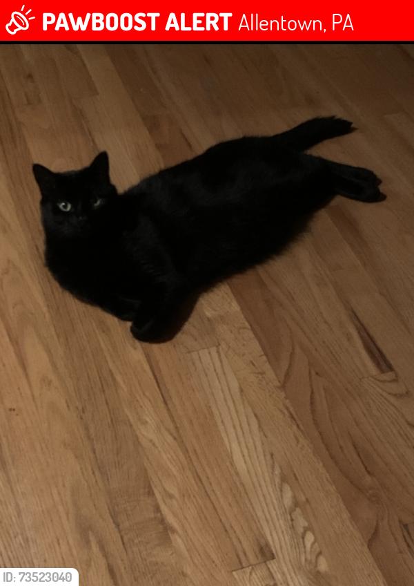 Lost Male Cat last seen Kressler dr, Allentown, PA 18103