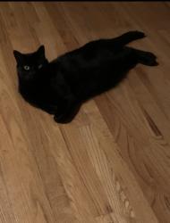Lost Male Cat last seen Kressler dr, Allentown, PA 18103