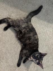 Reunited Female Cat last seen Near intersection of Goldenrod and Curry Ford, Orlando, FL 32822