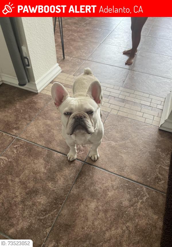 Lost Male Dog last seen Mojave and Johnathan, Adelanto, CA 92301