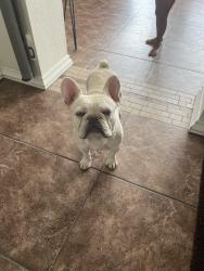 Lost Male Dog last seen Mojave and Johnathan, Adelanto, CA 92301