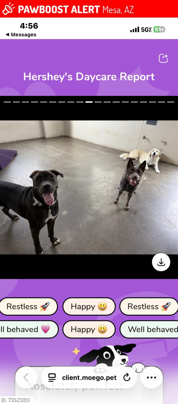 Lost Male Dog last seen Mesa ave, Mesa, AZ 85209