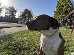 Reunited Female Dog last seen Westwood Ct, New Bern, NC, New Bern, NC 28562