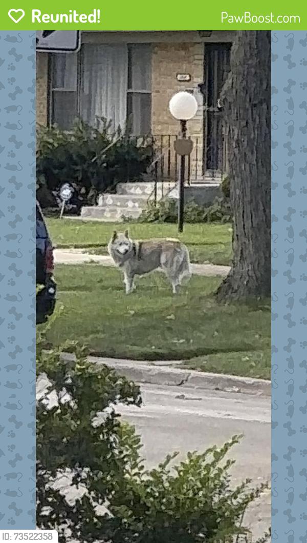 Reunited Male Dog last seen Near James E Mcdade classical school, Chicago, IL 60619