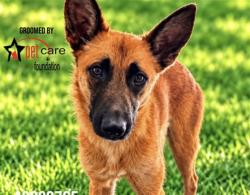 Shelter Stray Female Dog last seen , 3201 Lacy St, Los Angeles, CA 90031, USA