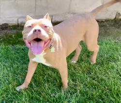 Shelter Stray Male Dog last seen Near BLOCK HERRING RD, ARVIN CA 93203, 3951 Fruitvale Ave, Bakersfield, CA 93308, USA