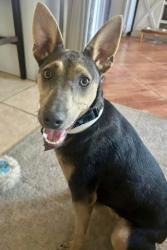 Shelter Stray Female Dog last seen Near BLOCK BEARDSLEY AVE, BAKERSFIELD CA 93308, 3951 Fruitvale Ave, Bakersfield, CA 93308, USA