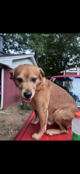Lost Male Dog last seen first street, Statham, GA 30666
