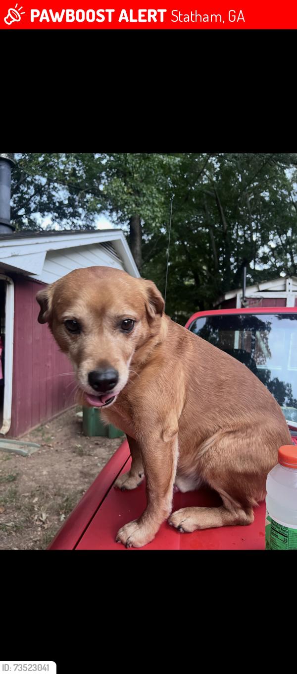 Lost Male Dog last seen first street, Statham, GA 30666