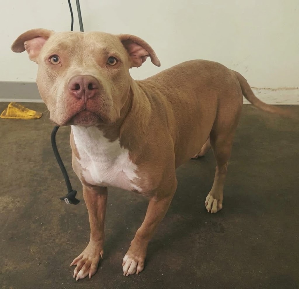 Shelter Stray Female Dog last seen , 1850 W 60th St, Los Angeles, CA 90047, USA