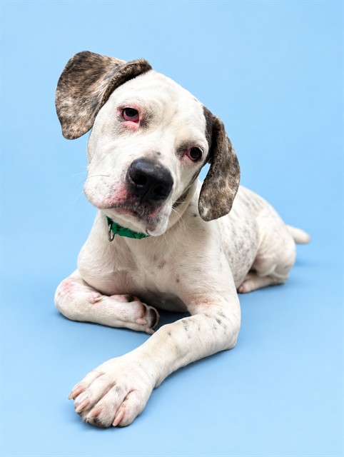 Shelter Stray Male Dog last seen EAGERTON AND LEM TURNER, 2020 Forest St, Jacksonville, FL 32204, USA