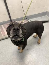 Shelter Stray Male Dog last seen Near, 5001 E Raymond St, Indianapolis, IN 46203, USA
