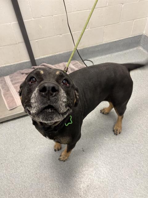 Shelter Stray Male Dog last seen Near, 5001 E Raymond St, Indianapolis, IN 46203, USA