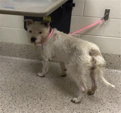 Shelter Stray Male Dog last seen Near BLOCK PATRICIA DR, 12155 Park Blvd, Brighton, CO 80601, USA