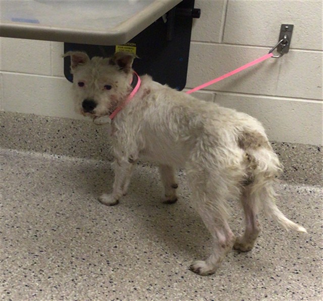 Shelter Stray Male Dog last seen Near BLOCK PATRICIA DR, 12155 Park Blvd, Brighton, CO 80601, USA