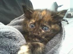 Shelter Stray Female Cat last seen MINT HILL, 8315 Byrum Dr, Charlotte, NC 28217, USA