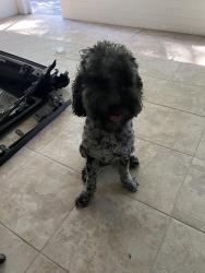 Reunited Male Dog last seen NW 30th, Gainesville, FL 32603