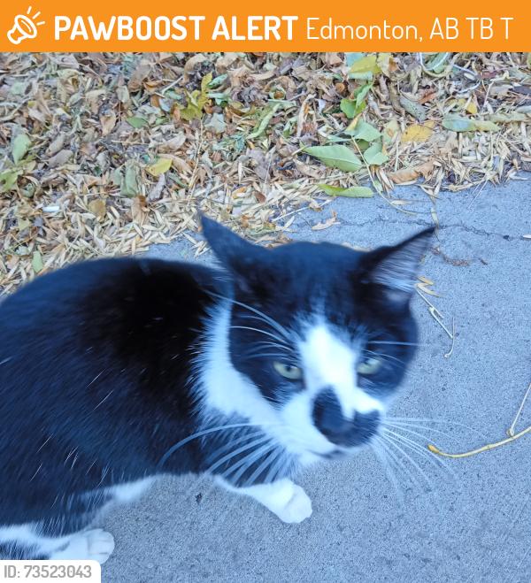 Found/Stray Unknown Cat last seen Near street and 111 Avenue -sighted behnbd Virginnia Park Seniors residence, Edmonton, AB T5B 4T2