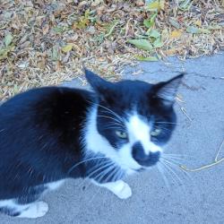 Found/Stray Unknown Cat last seen Near street and 111 Avenue -sighted behnbd Virginnia Park Seniors residence, Edmonton, AB T5B 4T2