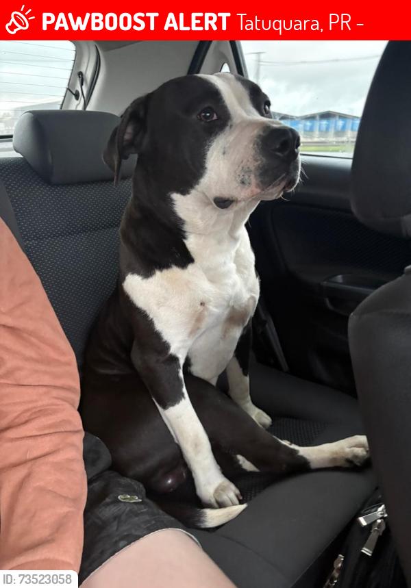 Lost Male Dog last seen Perto ao ceasa, Tatuquara, PR 81940-010
