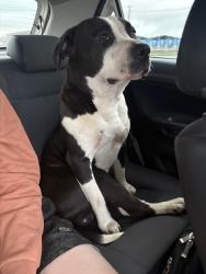 Lost Male Dog last seen Perto ao ceasa, Tatuquara, PR 81940-010