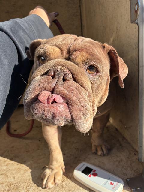 Shelter Stray Female Dog last seen Near BLOCK E RENO AVE, OKLAHOMA CITY OK 73117, 2811 SE 29th St, Oklahoma City, OK 73129, USA
