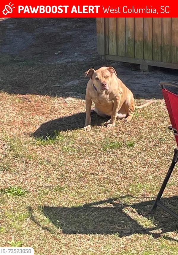 Lost Male Dog last seen Circle K, West Columbia, SC 29172