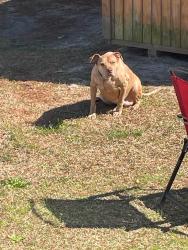 Lost Male Dog last seen Circle K, West Columbia, SC 29172