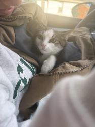 Found/Stray Unknown Cat last seen Bloy street, Hillside, NJ 07205