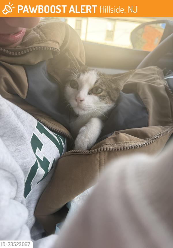 Found/Stray Unknown Cat last seen Bloy street, Hillside, NJ 07205