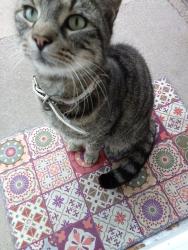 Found/Stray Male Cat last seen Lister road est, Warwickshire, England 