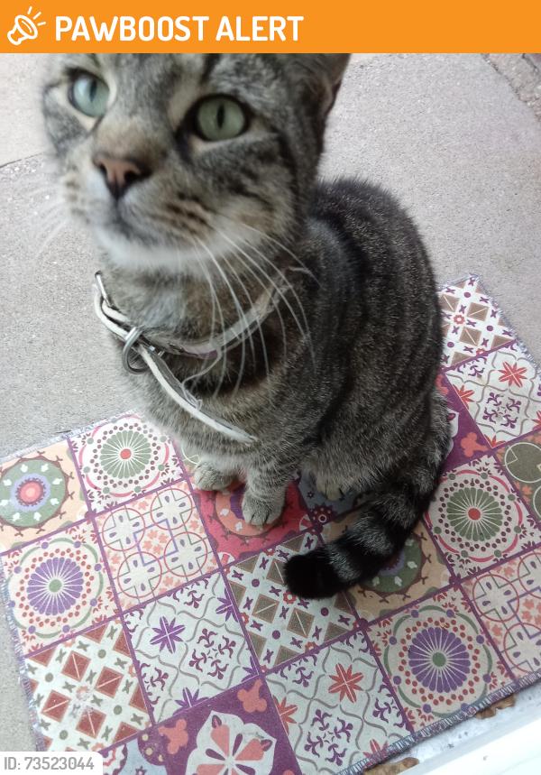 Found/Stray Male Cat last seen Lister road est, Warwickshire, England 