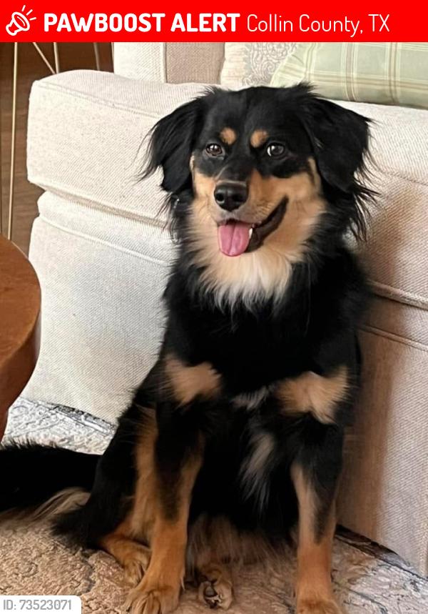 Lost Female Dog last seen Clear Lake Park, Collin County, TX 75407