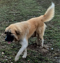 Reunited Male Dog last seen Veal Station and Cat Track, Weatherford, TX 76085